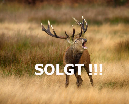 SOLGT