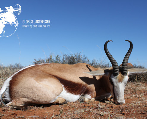 Springbuck Globus Jagtrejser