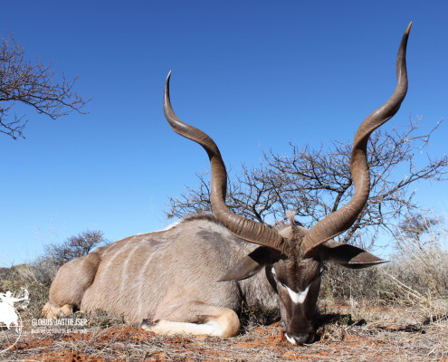 Kudu Globus Jagtrejser