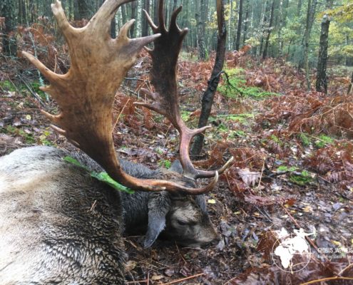 Dåhjortejagt Polen Globus Jagtrejser