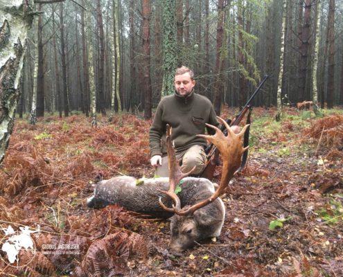 Dåhjort Polen Globus Jagtrejser