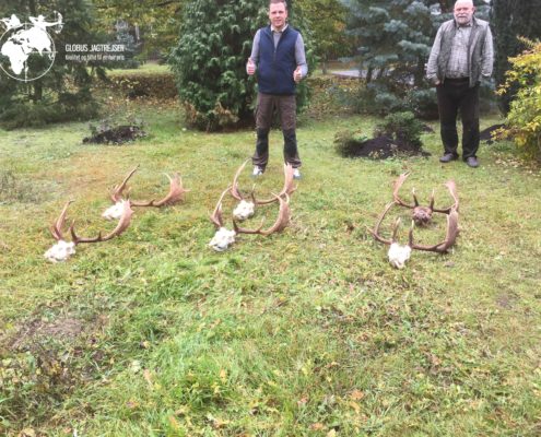 Dåhjort Polen Globus Jagtrejser