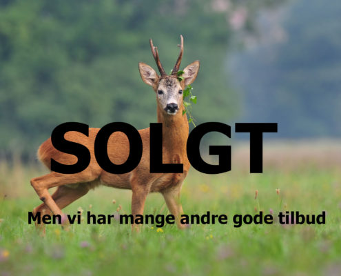 Bukkejagt Polen Globus Jagtrejser